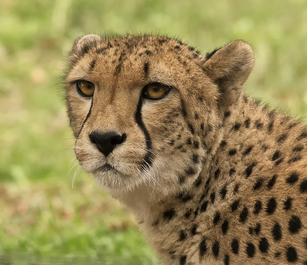 Gepard