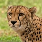 Gepard