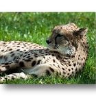 Gepard