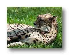 Gepard