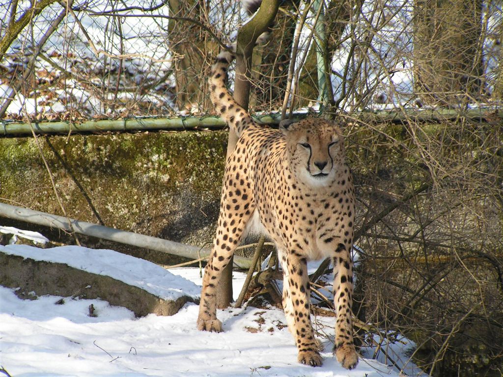 Gepard