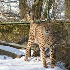 Gepard