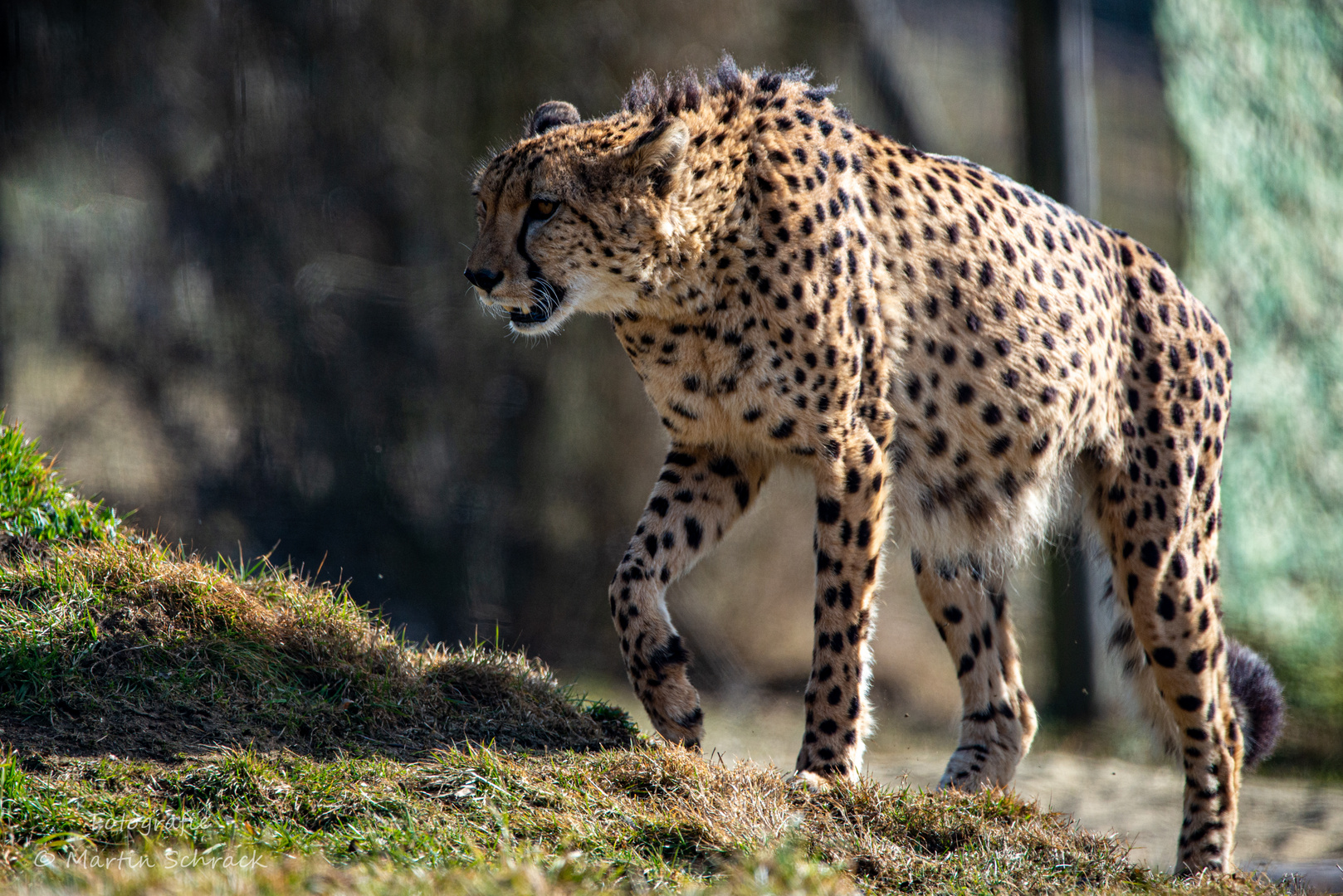 Gepard