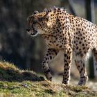 Gepard