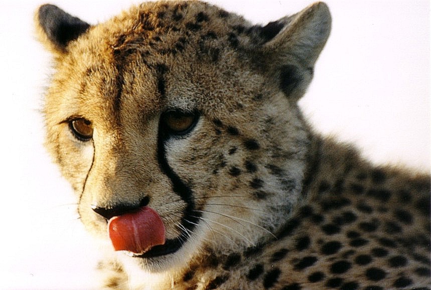 Gepard