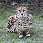Gepard / cheetah -1-