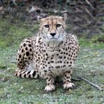 Gepard / cheetah -1-