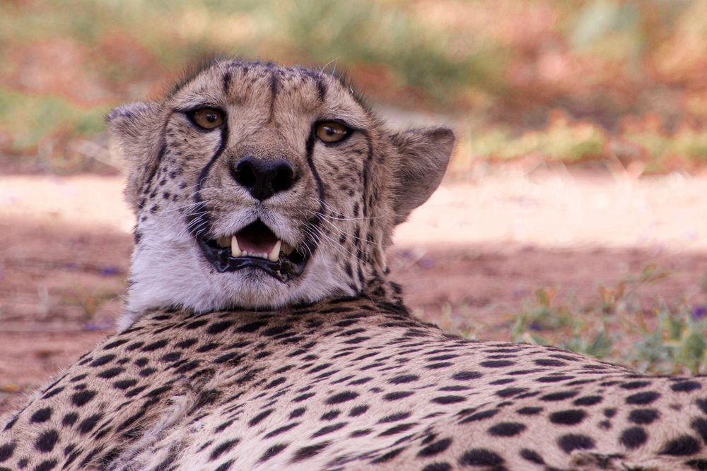 Gepard (cheetah)