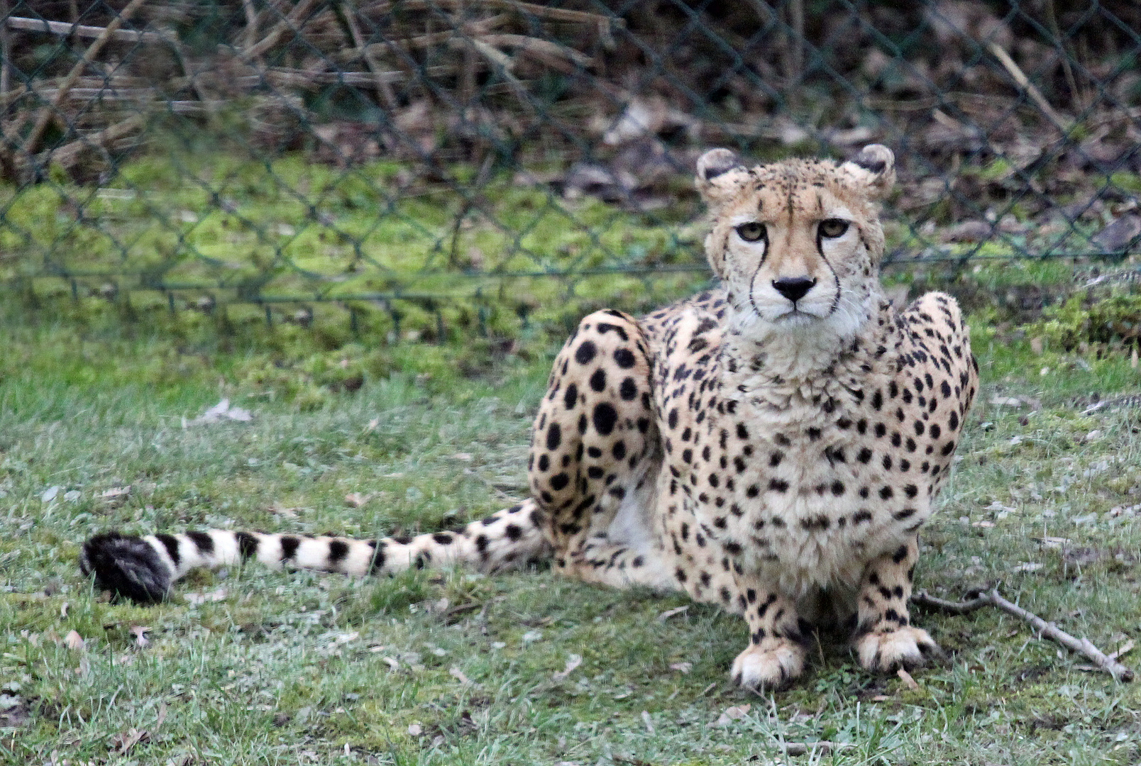 Gepard / cheetah -2-