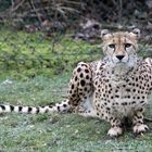 Gepard / cheetah -2-