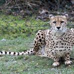 Gepard / cheetah -2-