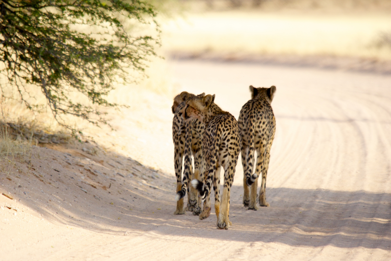 Gepard / Cheetah