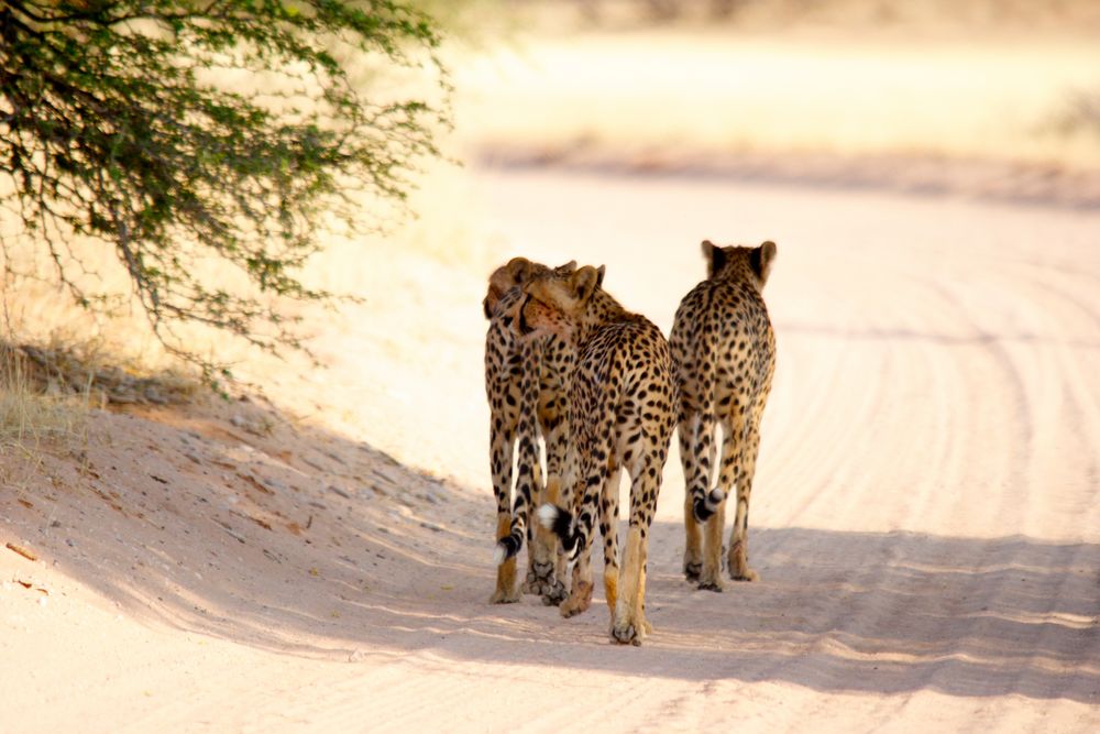 Gepard / Cheetah