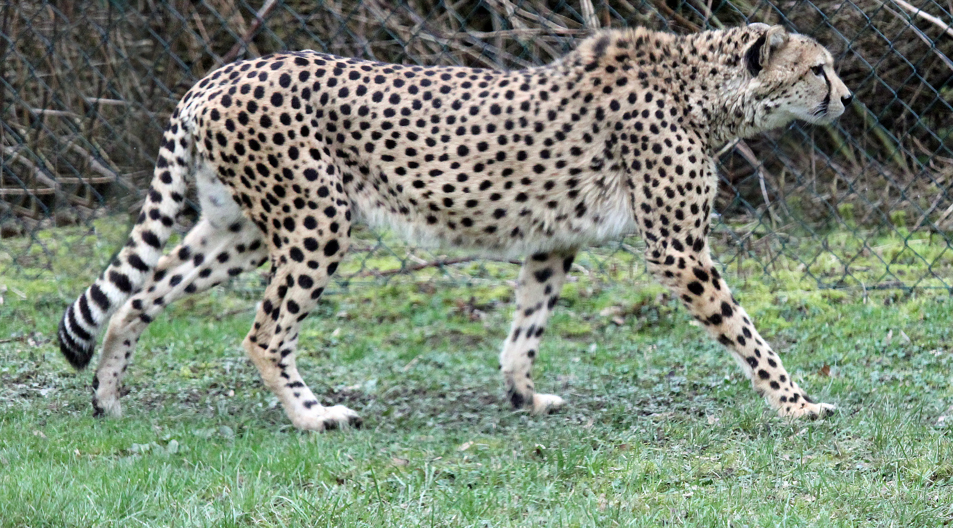 Gepard / cheetah -3- Foto & Bild | natur, zoo, tiere Bilder auf ...