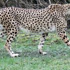 Gepard / cheetah -3-
