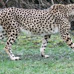 Gepard / cheetah -3-