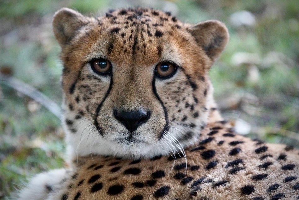 Gepard / Cheetah