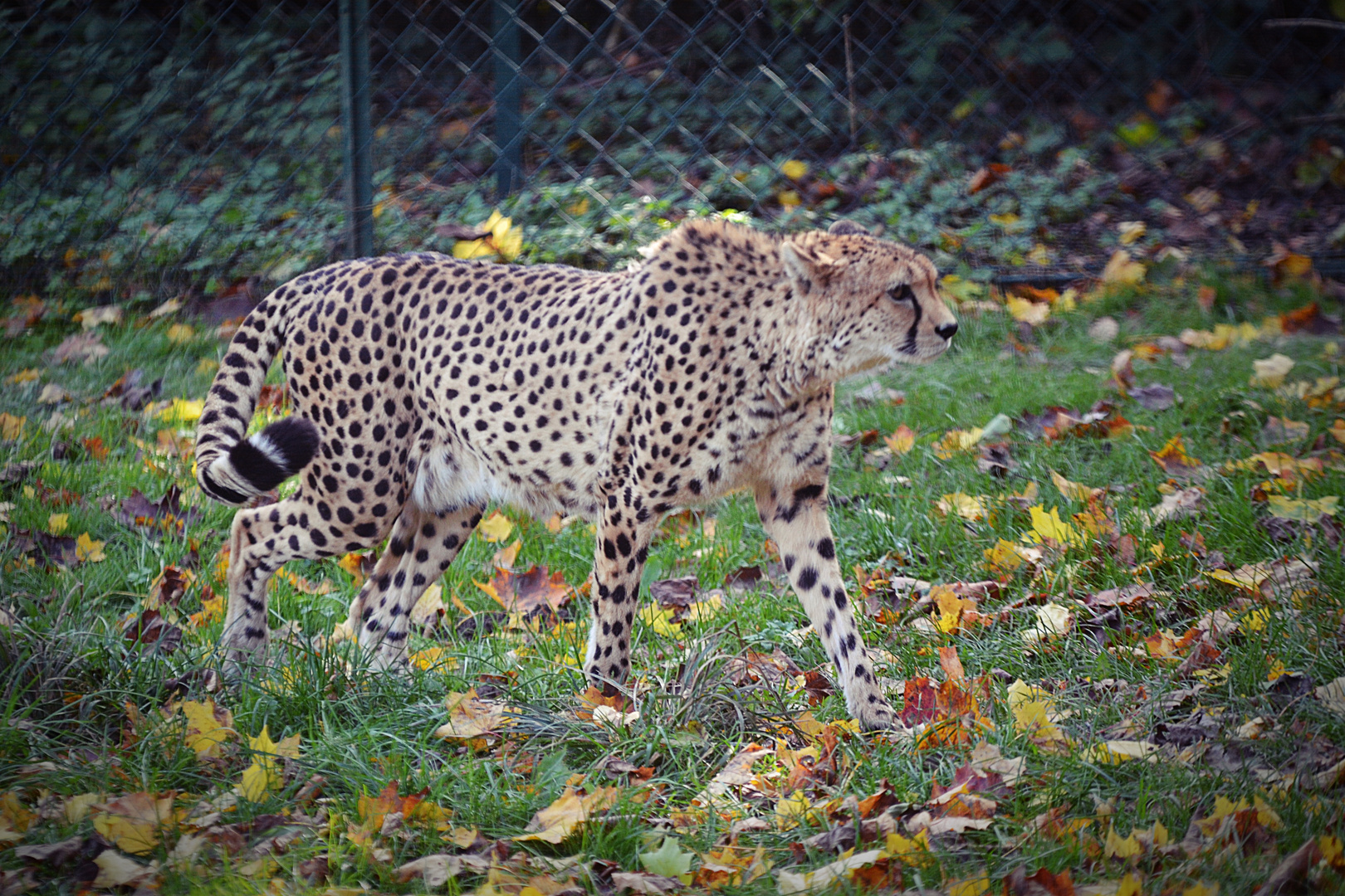 Gepard "Cheetah" 