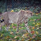Gepard "Cheetah" 