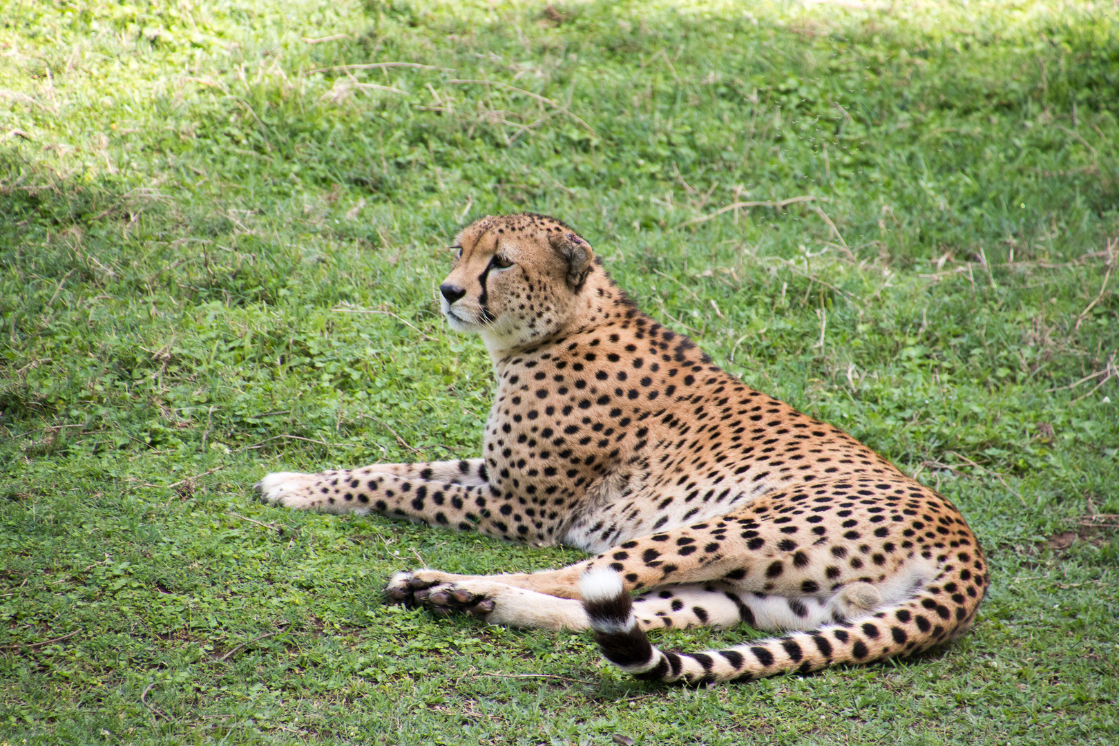 Gepard / Cheetah