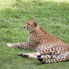 Gepard / Cheetah