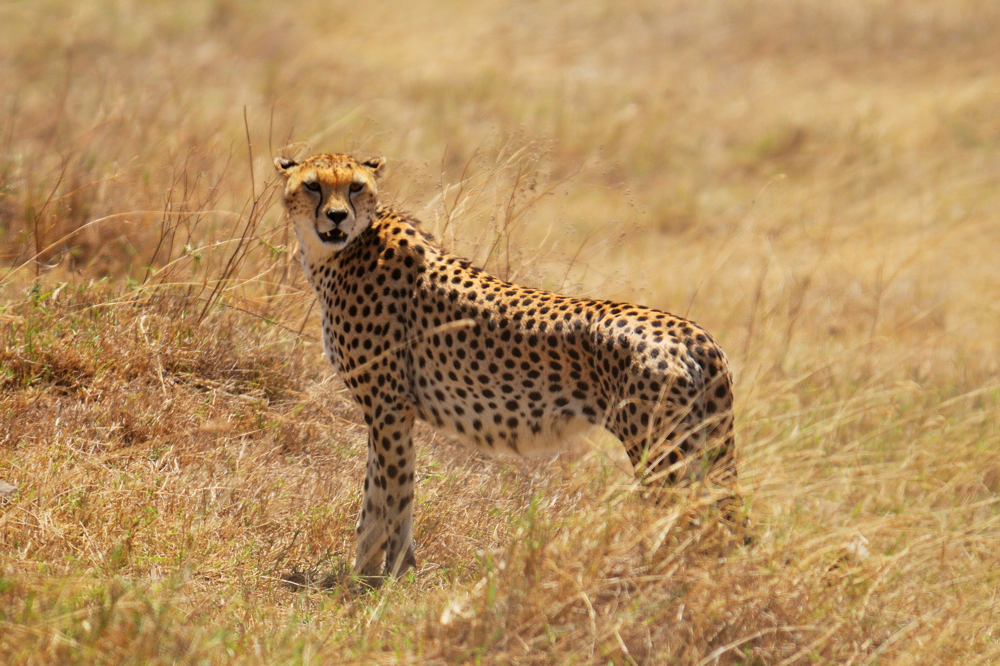 Gepard / Cheetah