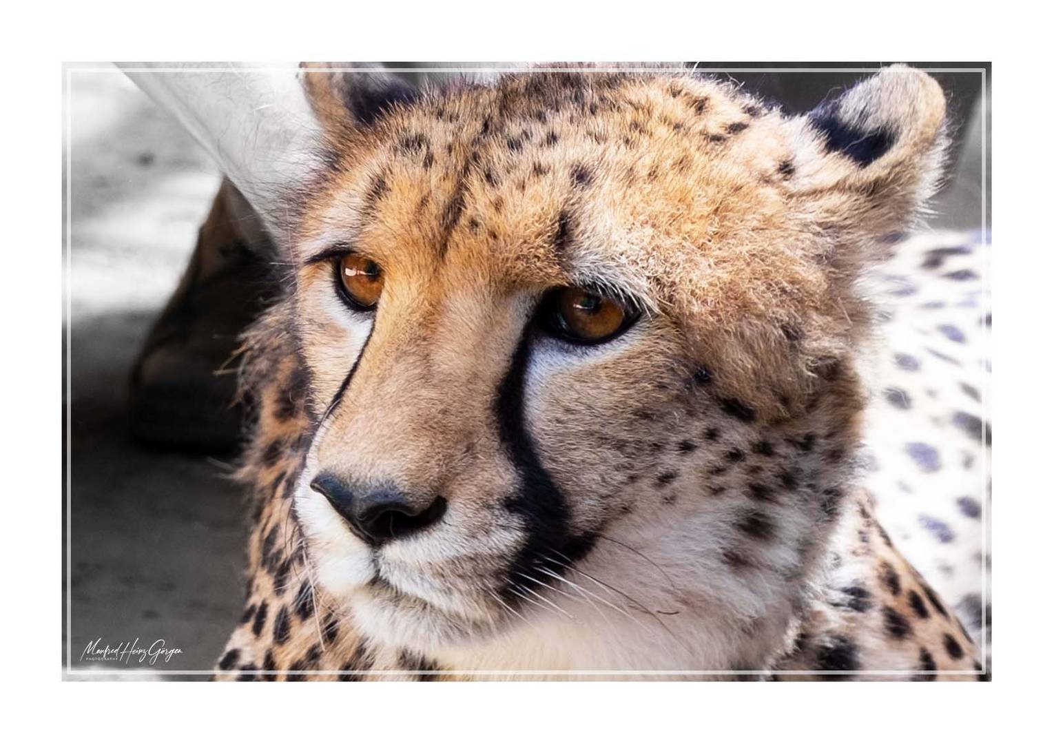 Gepard / Cheetah / South Africa