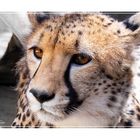 Gepard / Cheetah / South Africa