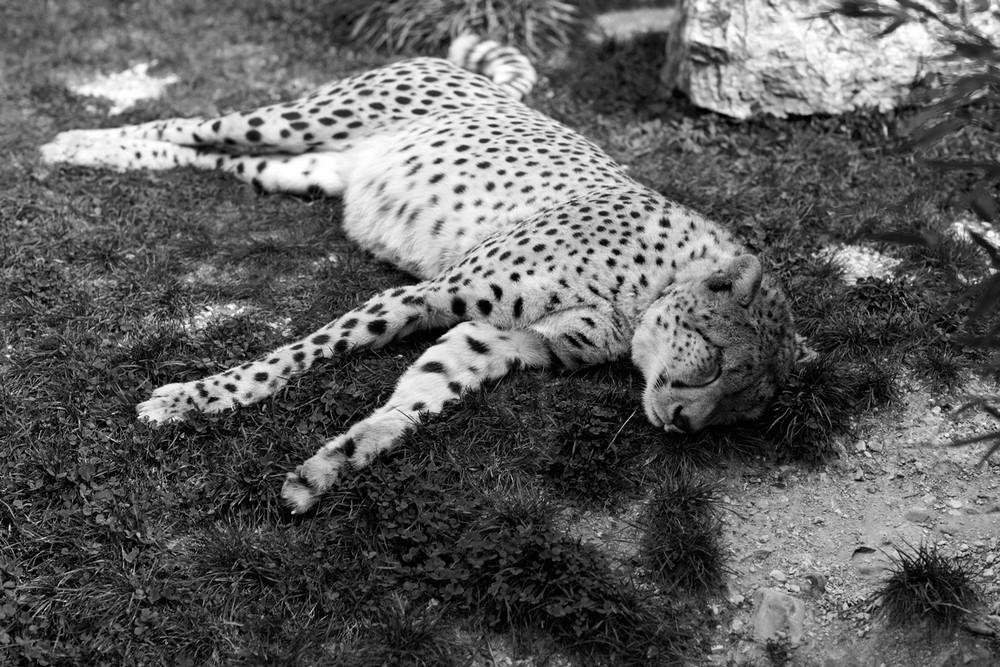 Gepard Chillout