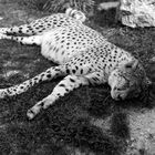 Gepard Chillout