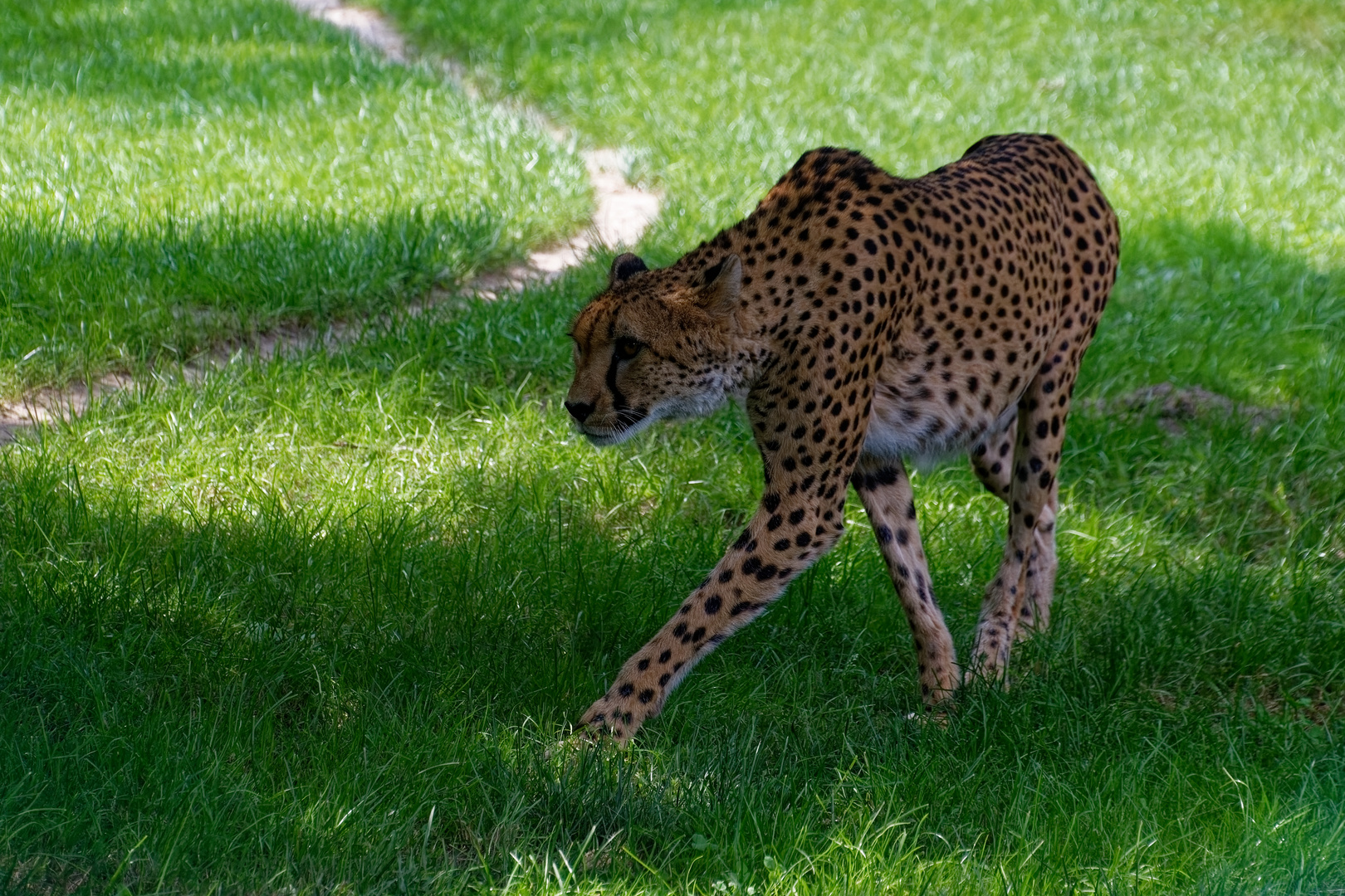 Gepard