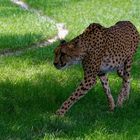 Gepard