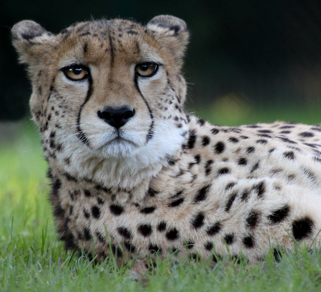 Gepard