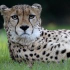 Gepard