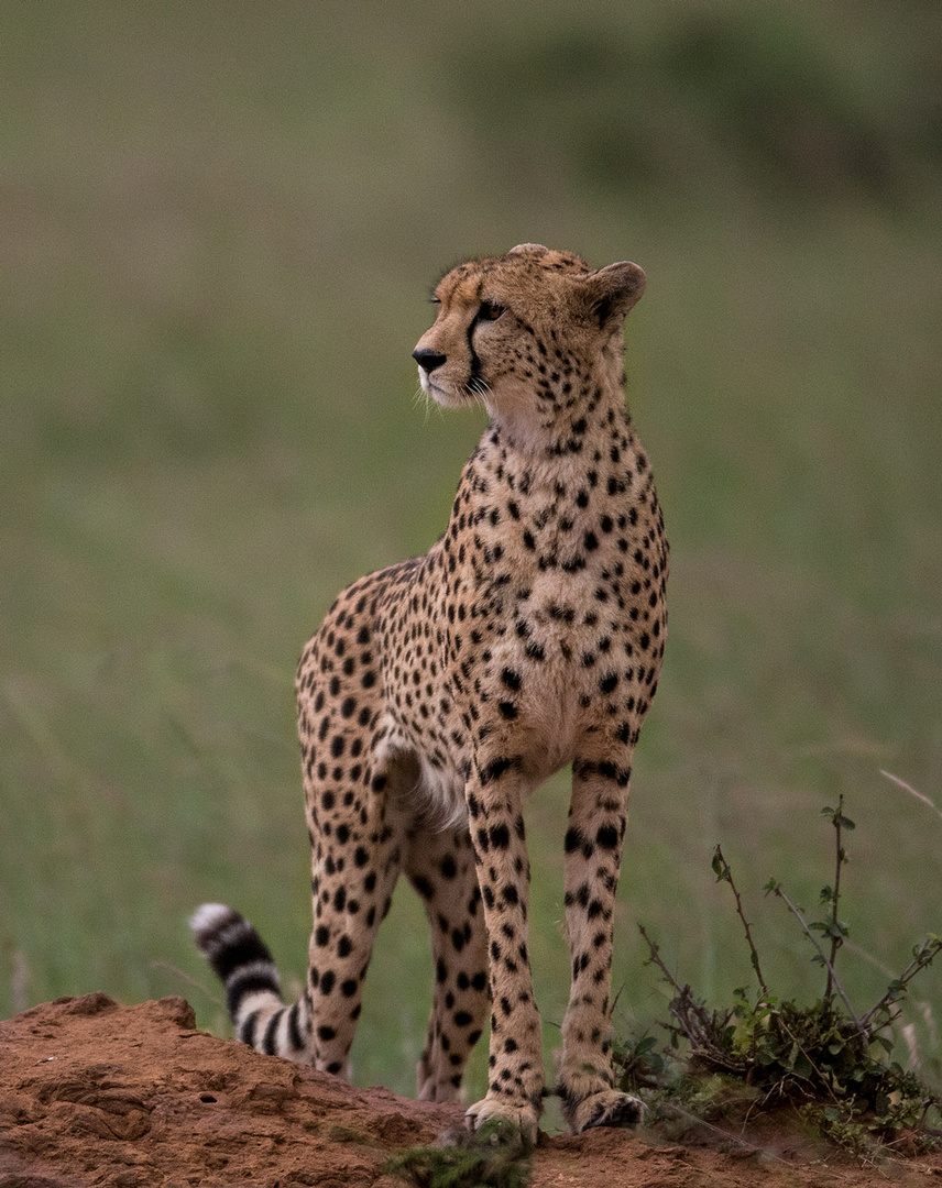 Gepard