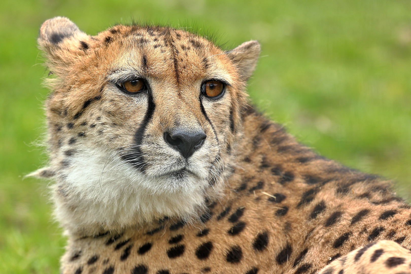 Gepard 