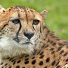 Gepard 