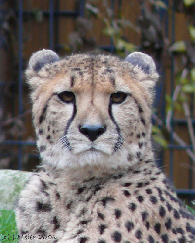 Gepard