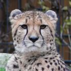 Gepard