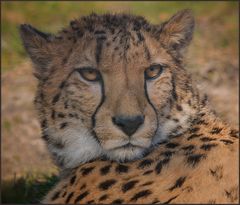 Gepard