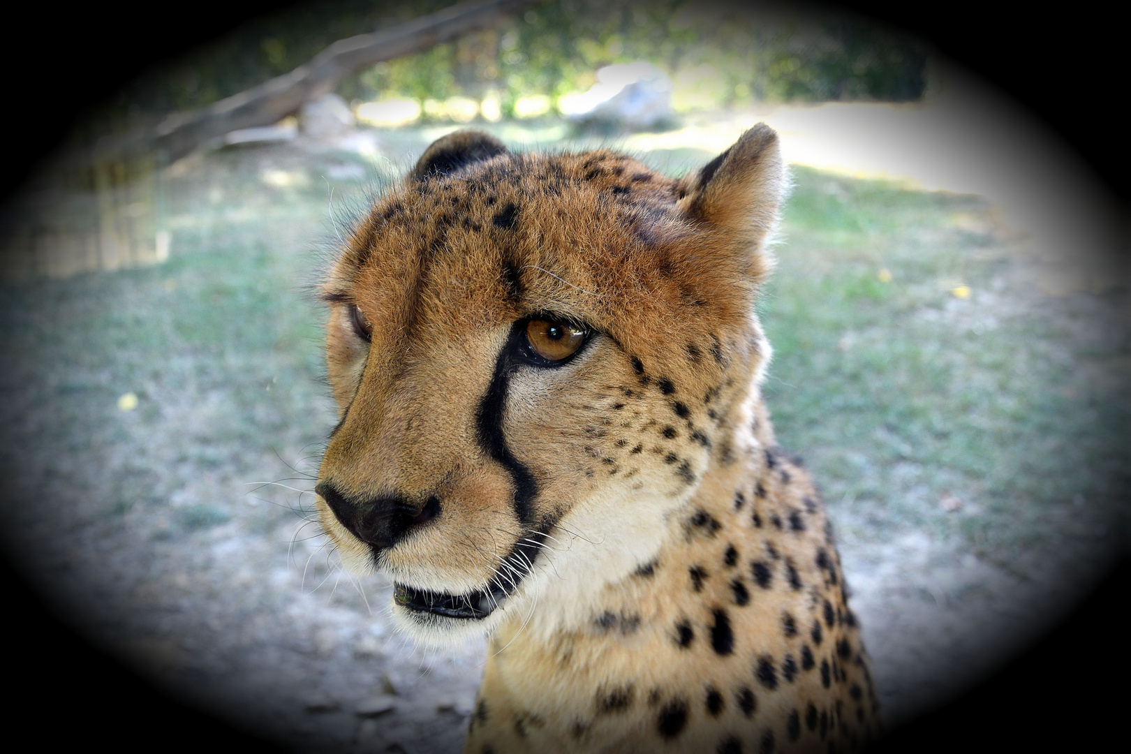 Gepard