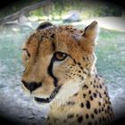 Gepard