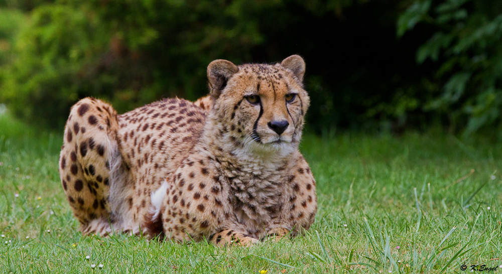 Gepard