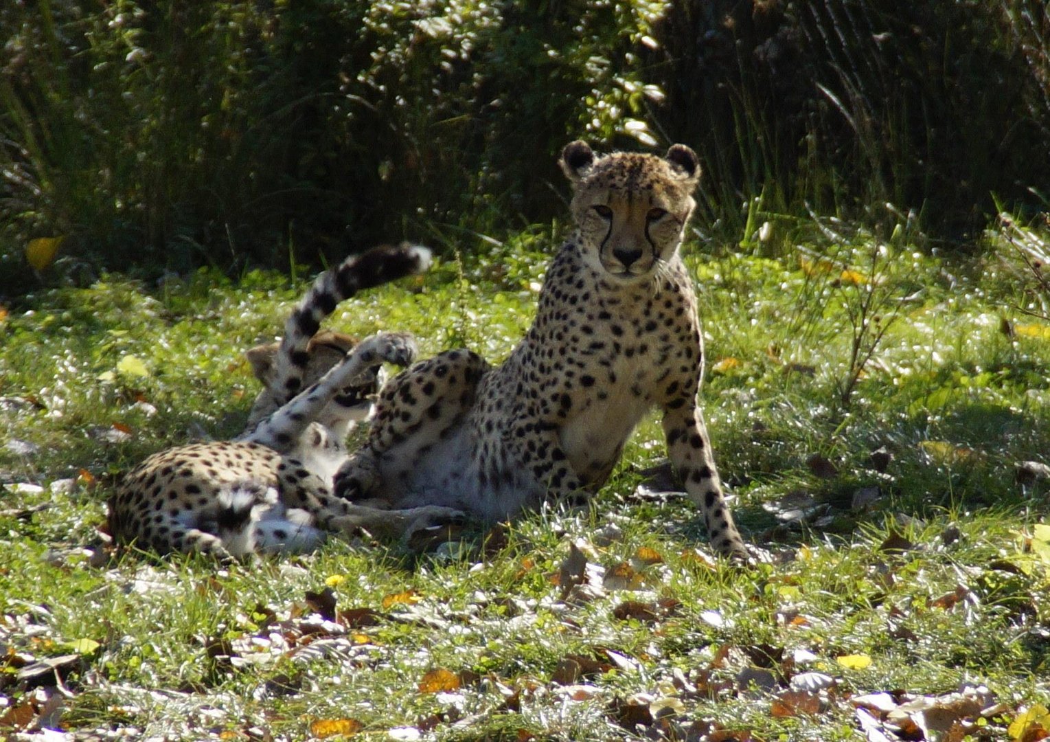 Gepard