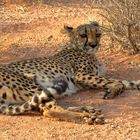 Gepard