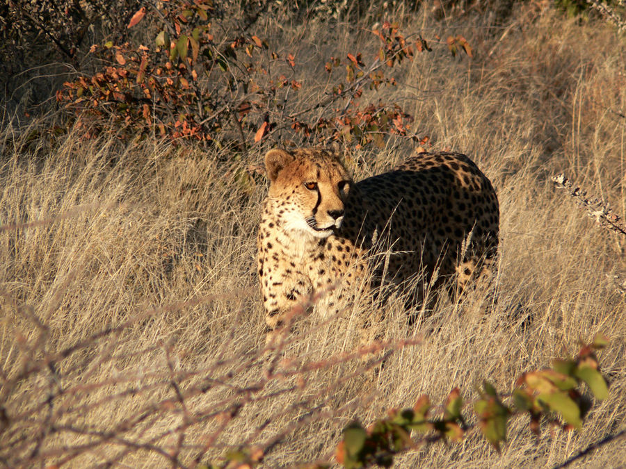 Gepard