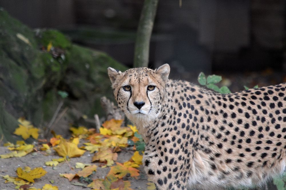 Gepard