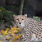 Gepard