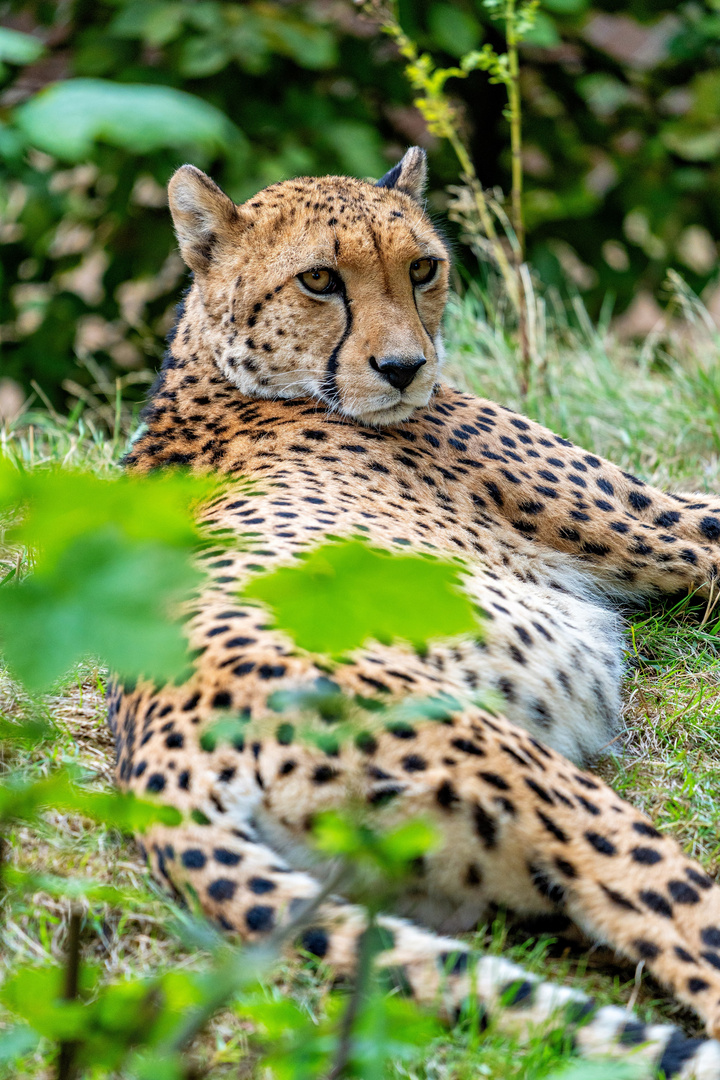 Gepard