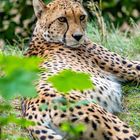 Gepard